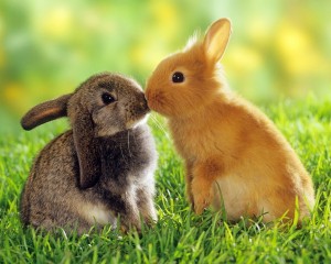 amor entre animales-33446